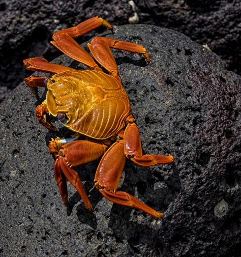 On The Move, Sally Lightfoot Crab, Galapagos Islands, Ecuador.