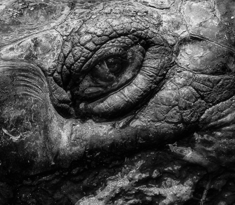 Eye, Giant Tortoise, Galapagos.
