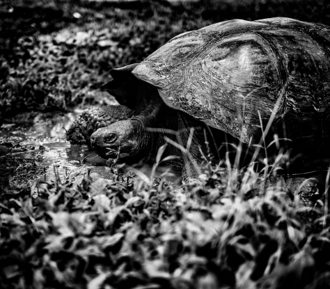 Muddy Pool, Giant Tortoise, Galapagos.
