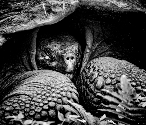 Cautious, Giant Tortoise, Galapagos.