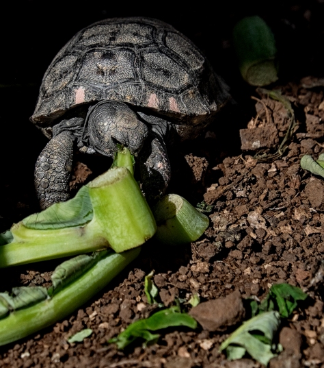 Baby Giant Tortoise, Galapagos, Ecuador.