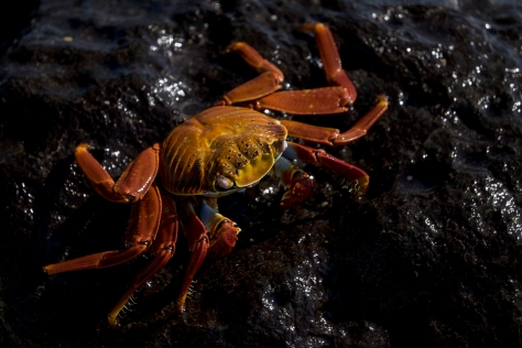 Sally Lightfoot Crab, Galapagos, Ecuador.