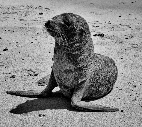 Nah, Not Cute, Baby Sealion, Galapagos, Ecuador.