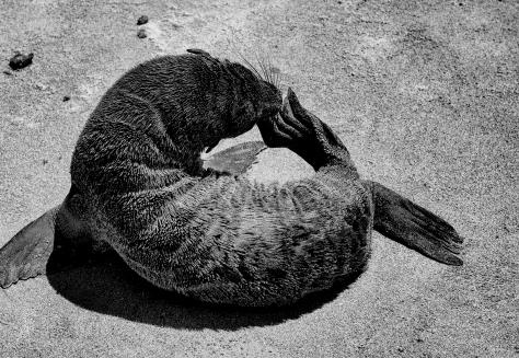 Itch, Baby Sealion, Galapagos, Ecuador.
