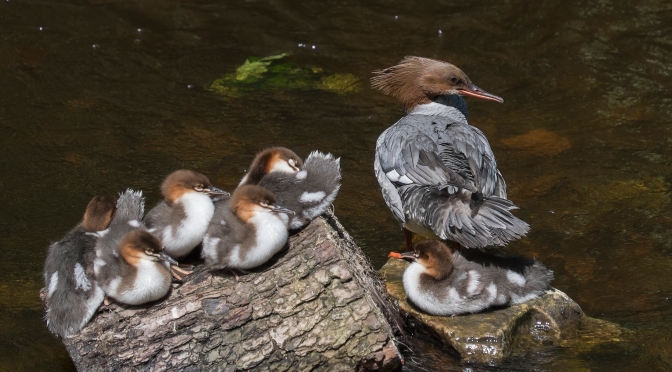 Goosander Family. .@RZSS #Edinburgh #Nature #Bird www.henni.photo