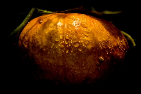 It's Pumpkin Time. Photo by and copyright of Paul Henni.