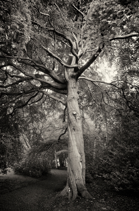 Another Tree. Photo by and copyright of Paul Henni.