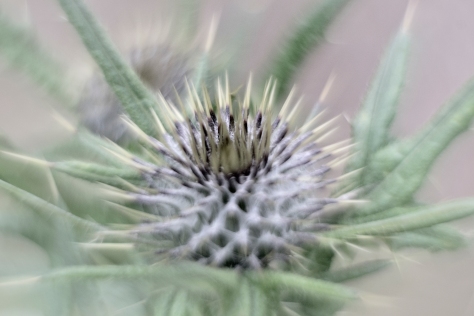 Scottish Thistle (Colour). Photo by and copyright of Paul Henni.