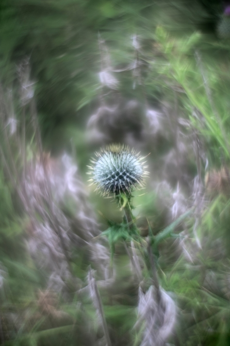 Another Thistle. Photo by and Copyright of Paul Henni.