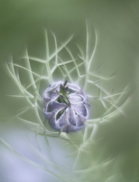 Flower Study 4 (crop), In The Botanics, Edinburgh. Photo by and copyright of Paul Henni.