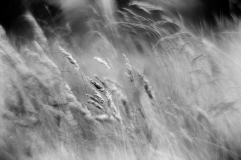 Grasses (Study). Photo by and copyright of Paul Henni.